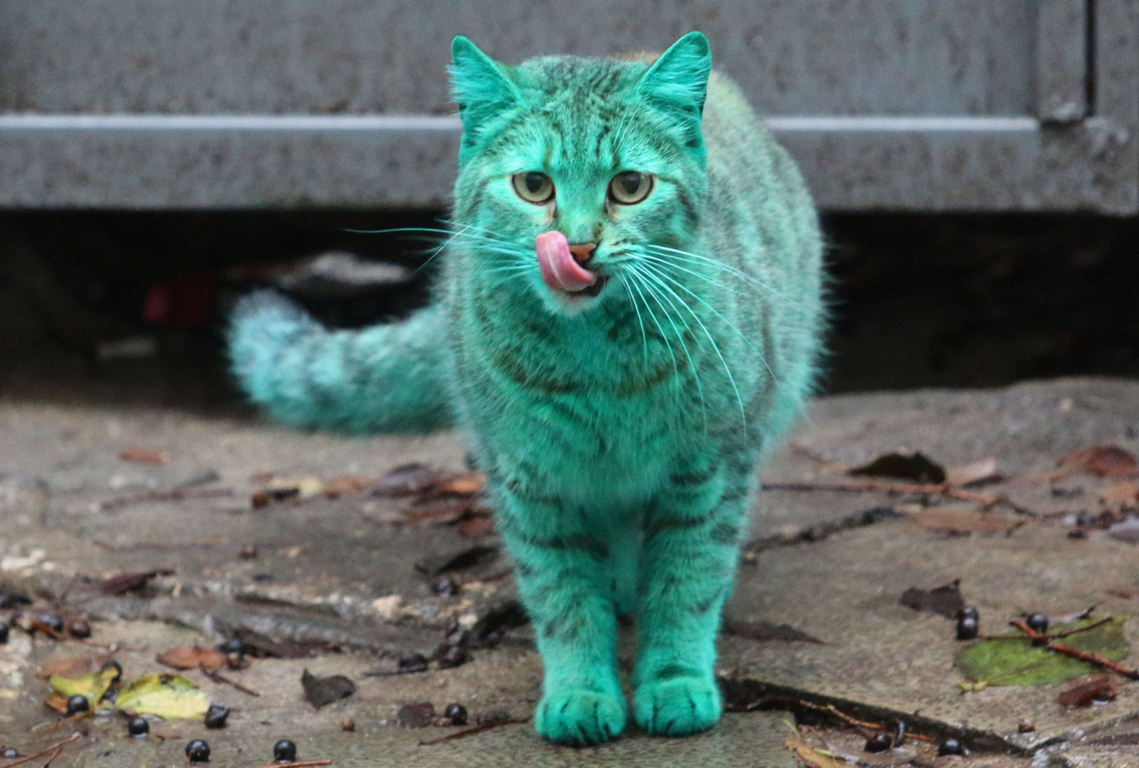 There s A Bright Green Cat Just Chilling In The Streets Of Bulgaria