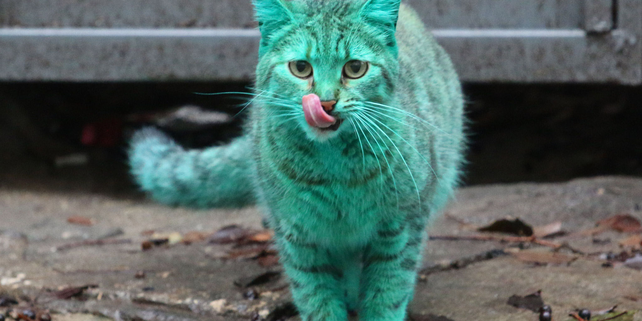 There's a bright green cat just chilling in the streets of Bulgaria
