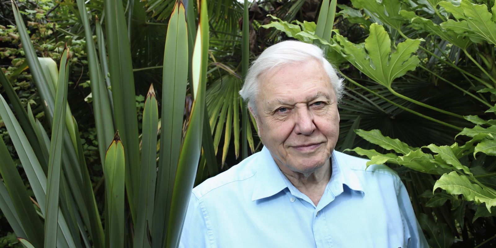 Could this be the end of David Attenborough's nature documentaries as